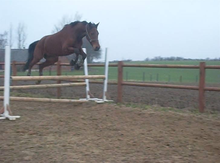  Min tid med Bansam <3 - 28 januar 09
løsspringning
 billede 18