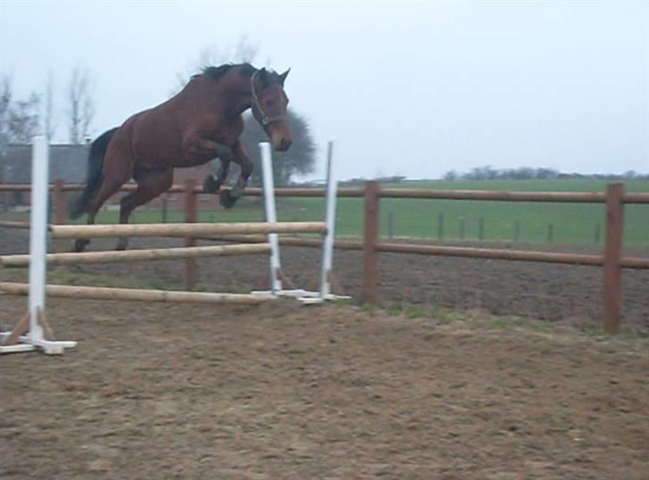  Min tid med Bansam <3 - 28 januar 09
løsspringning
 billede 19