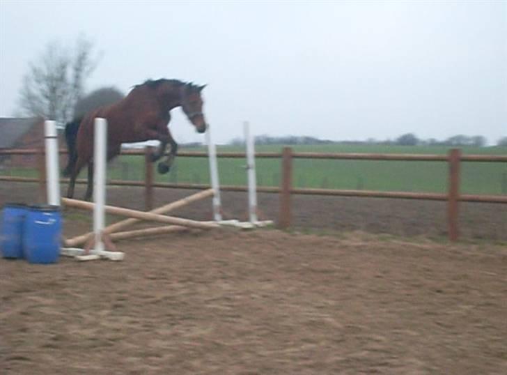  Min tid med Bansam <3 - 28 januar 09
løsspringning
 billede 20