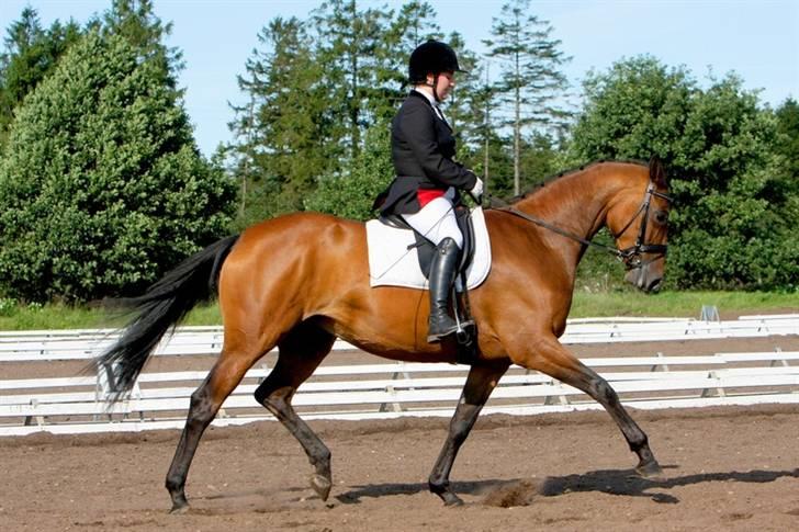 Stutteri Hønnerup, min arbejdsplads. - 4års Champinat, Wendie og Hønnerups Damage. billede 5