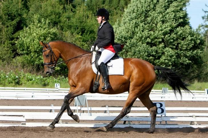 Stutteri Hønnerup, min arbejdsplads. - 4års Champinat, Wendie og Hønnerups Damage. billede 6