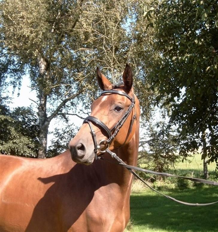 Stutteri Hønnerup, min arbejdsplads. - Hønnerups Damage, efter Midt-West Ibi Ligth og Kaliz. billede 7