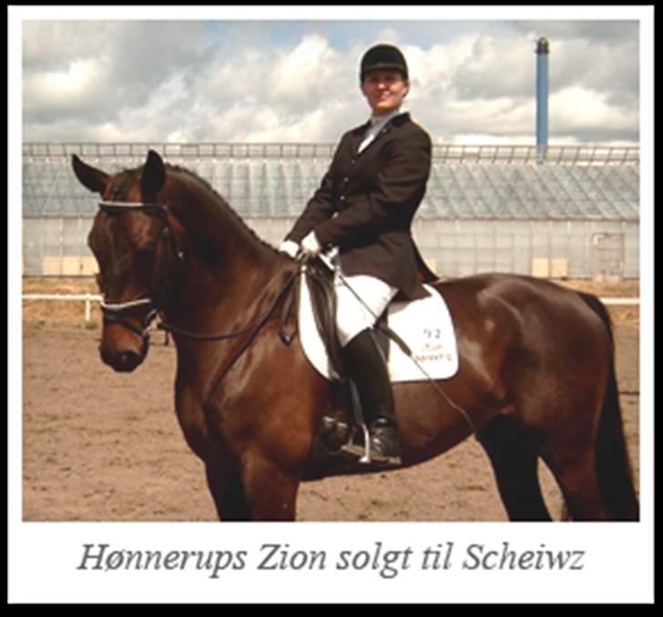 Stutteri Hønnerup, min arbejdsplads. - Hønnerups Zion og Wendie. Efter Midt-West Ibi Ligth. billede 9