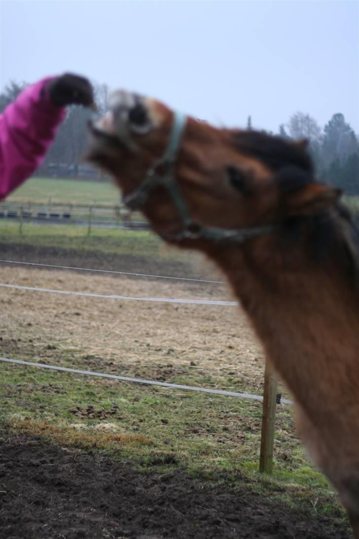 Thorshøjs Felix 2009 - 4. øver smil desværre fokuser kameraet på baggrunden billede 4