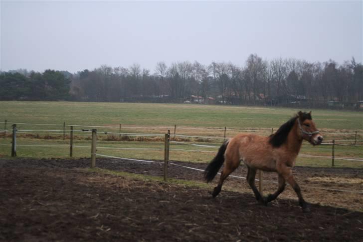 Thorshøjs Felix 2009 - 5.Felix i sin meget fine trav billede 5