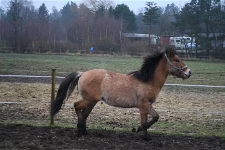 Thorshøjs Felix 2009 - 6.trav rigtig god billede 6