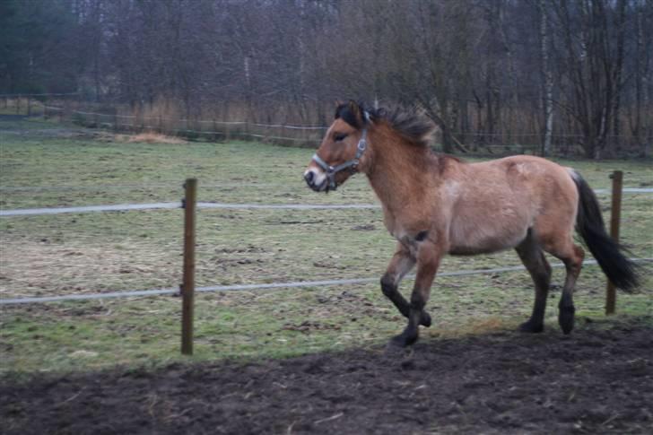 Thorshøjs Felix 2009 - 7.super gang billede 7