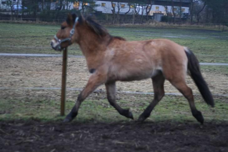 Thorshøjs Felix 2009 - 8. man kan da sige han har en flyvende trav ;) billede 8