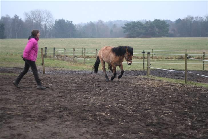 Thorshøjs Felix 2009 - 9.et lille krumspring billede 9