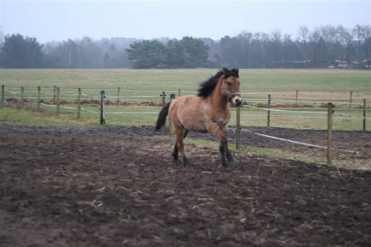 Thorshøjs Felix 2009 - 10.skøn galop billede 10