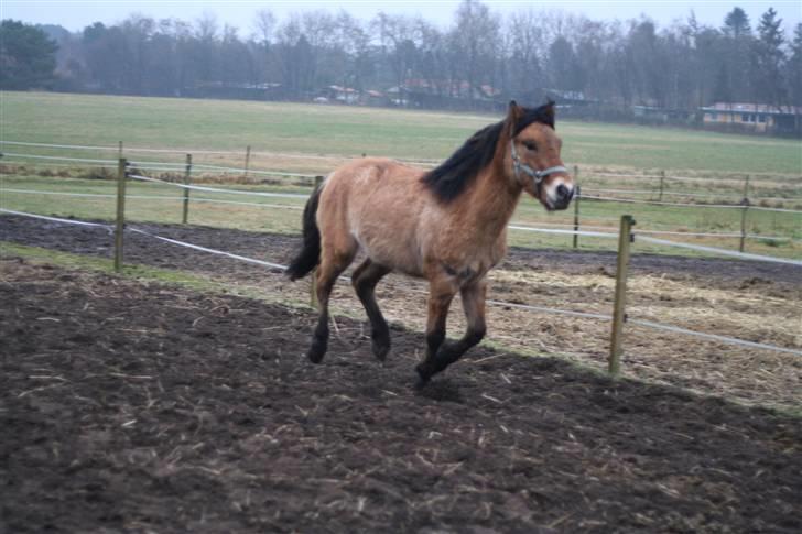 Thorshøjs Felix 2009 - 11.lækker i alle gangarter billede 11