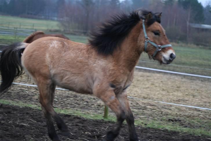 Thorshøjs Felix 2009 - 12. min lille vildbasse billede 12