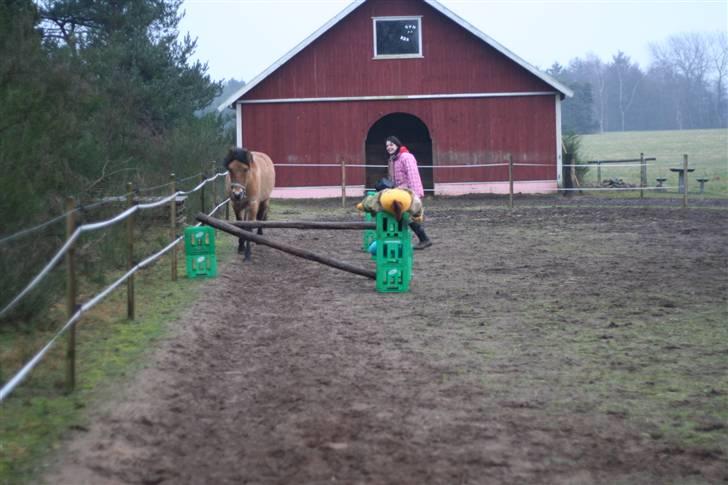 Thorshøjs Felix 2009 - 13.klar til at springe ca.60cm billede 13