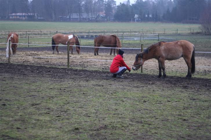 Thorshøjs Felix 2009 - 14.viser Felix at jeg ikke er farlig selvom jeg har en pisk billede 14