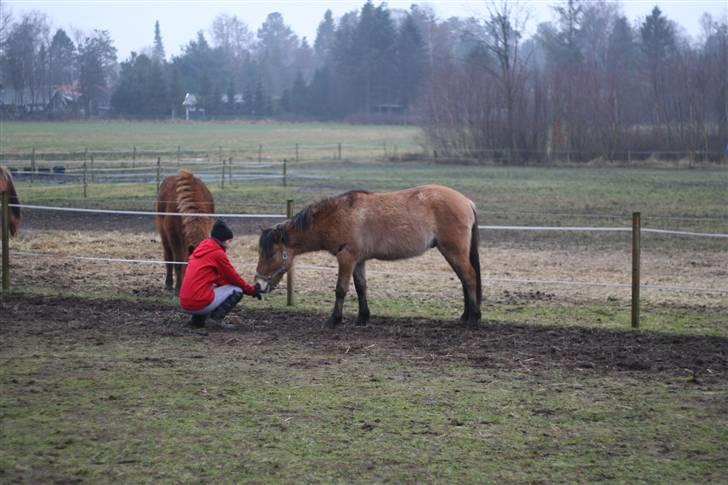 Thorshøjs Felix 2009 - 15. så skal man undersøges billede 15