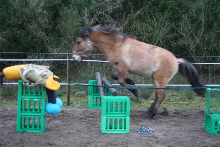 Thorshøjs Felix 2009 - 16. Felix springer omkring 60cm billede 16