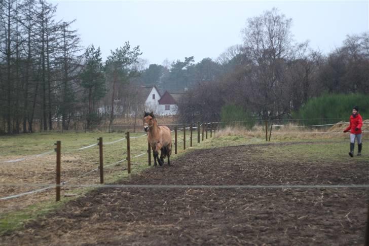 Thorshøjs Felix 2009 - 17. blæremås billede 17