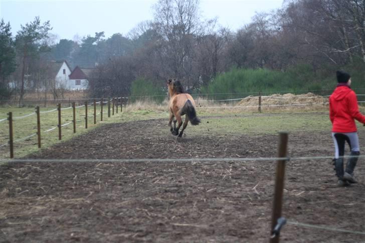 Thorshøjs Felix 2009 - 18. Happey End haha billede 18