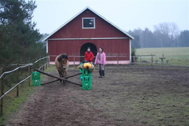 Thorshøjs Felix 2009 - 19.skal til at spring et lille kryds på 30cm billede 19
