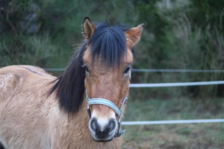 Thorshøjs Felix 2009 - 20. Smukke Felix billede 20