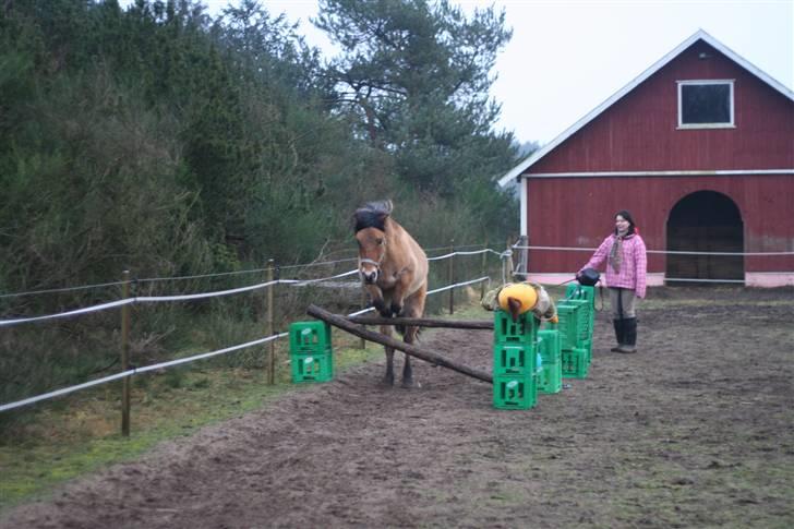 Thorshøjs Felix 2009 - 22.springer super flot 60-70cm billede 22