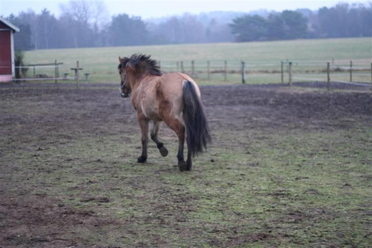 Thorshøjs Felix 2009 - 24. Run away billede 24