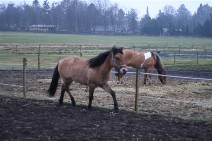Thorshøjs Felix 2009 - 25.lækker basse billede 25