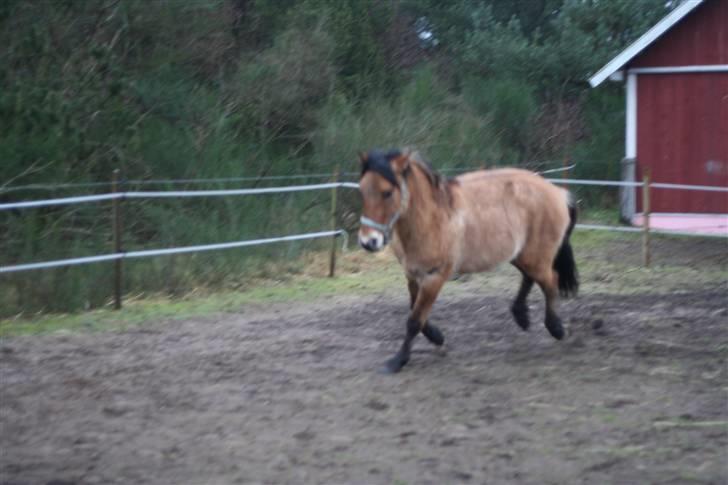 Thorshøjs Felix 2009 - 26. Banditten billede 26