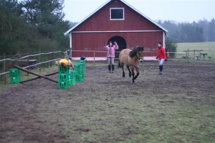 Thorshøjs Felix 2009 - 27. Hov Felix løb lige udenom billede 27