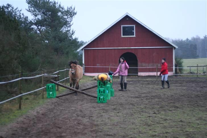 Thorshøjs Felix 2009 - 28. Hen til det lille kryds på ca. 30cm
 billede 28