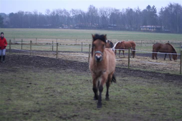 Thorshøjs Felix 2009 - 29.løber ned til fotograften desværre ikke fokuseret på ham billede 29