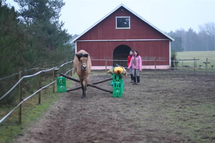 Thorshøjs Felix 2009 - 30. over det lille kryds billede 30