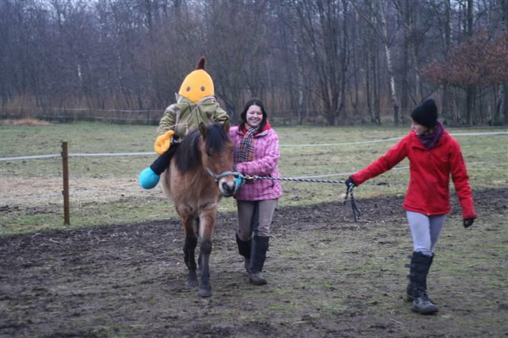 Thorshøjs Felix 2009 - 32. Felix med rytter haha du fanme skøn pony billede 32