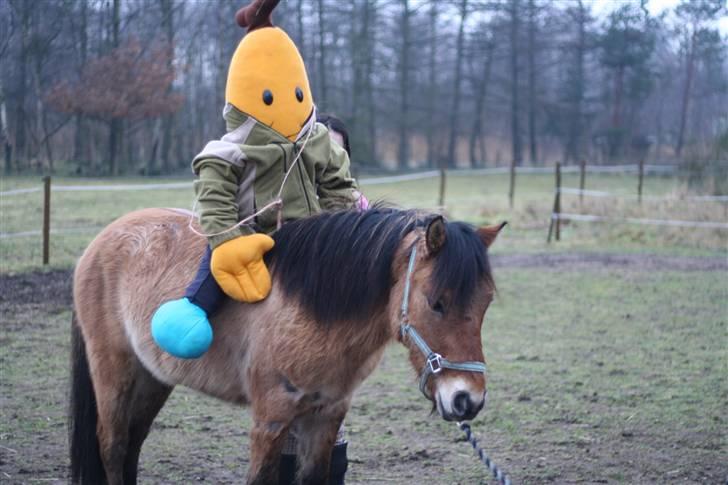 Thorshøjs Felix 2009 - 33.Felix med Mr. Banan på ryggen håber hans søn/datter bliver lige så nem som ham billede 33