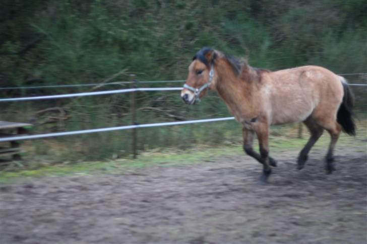 Thorshøjs Felix 2009 - 34.skøn galop billede 34