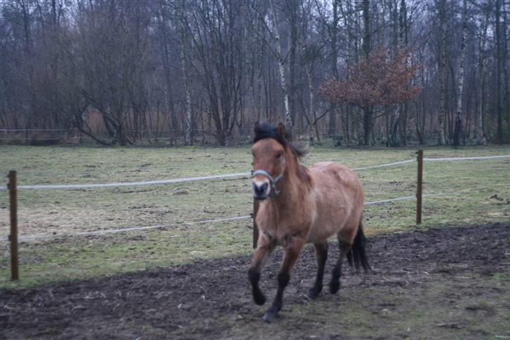 Thorshøjs Felix 2009 - 35.en Happy Felix billede 35