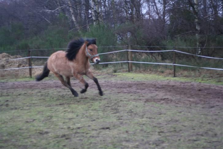 Thorshøjs Felix 2009 - 36. Psyko pony billede 36