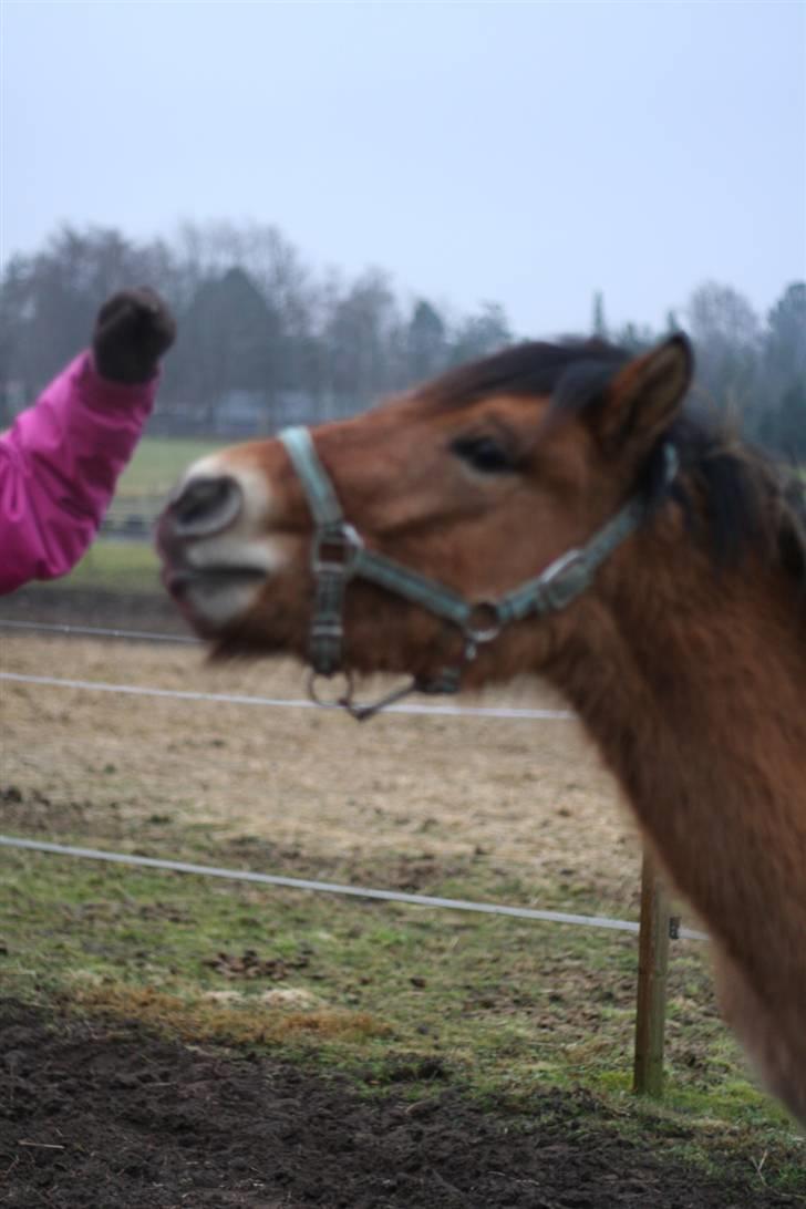 Thorshøjs Felix 2009 - 37. øver smil desværre er der ikke fokuseret ordenligt billede 37