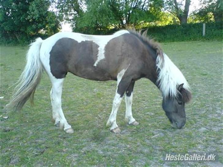 Tegninger af heste og venner - Sisses Smukke Islænder Björk billede 8