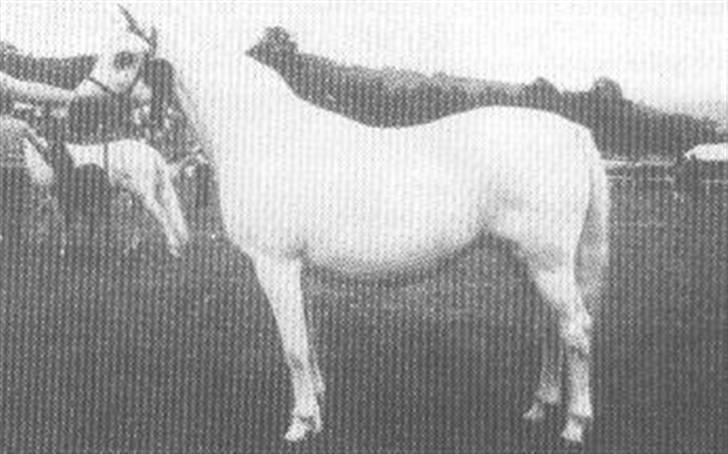 Sarai Familiealbum - Twyford magpie(Neices FF) billede 32