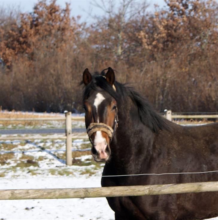 Budweiser :b billede 2