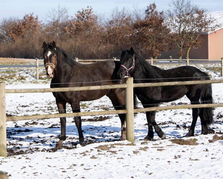 Budweiser :b billede 3