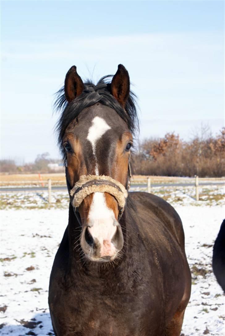 Budweiser :b billede 4