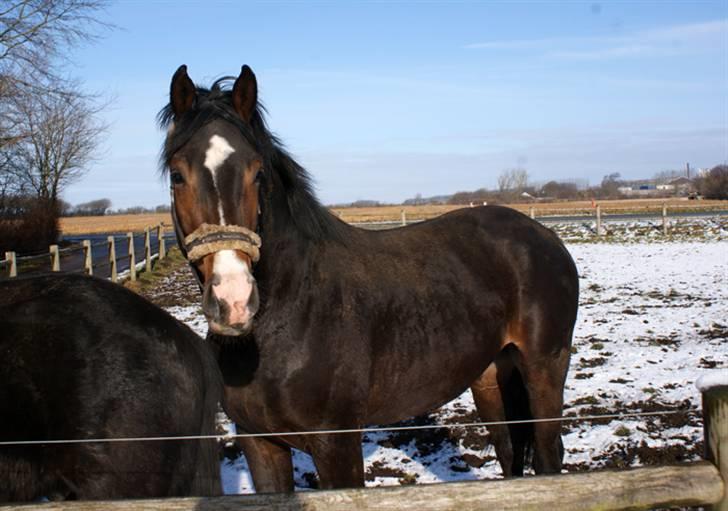 Budweiser :b billede 5