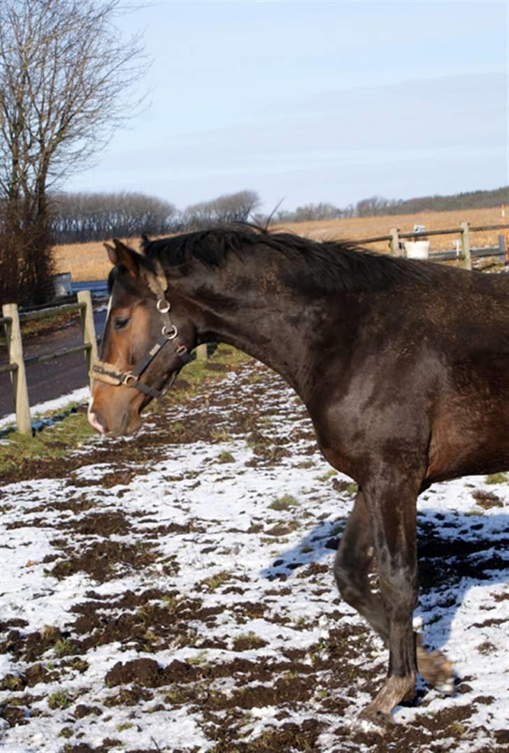 Budweiser :b billede 6