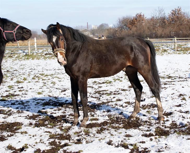 Budweiser :b billede 7