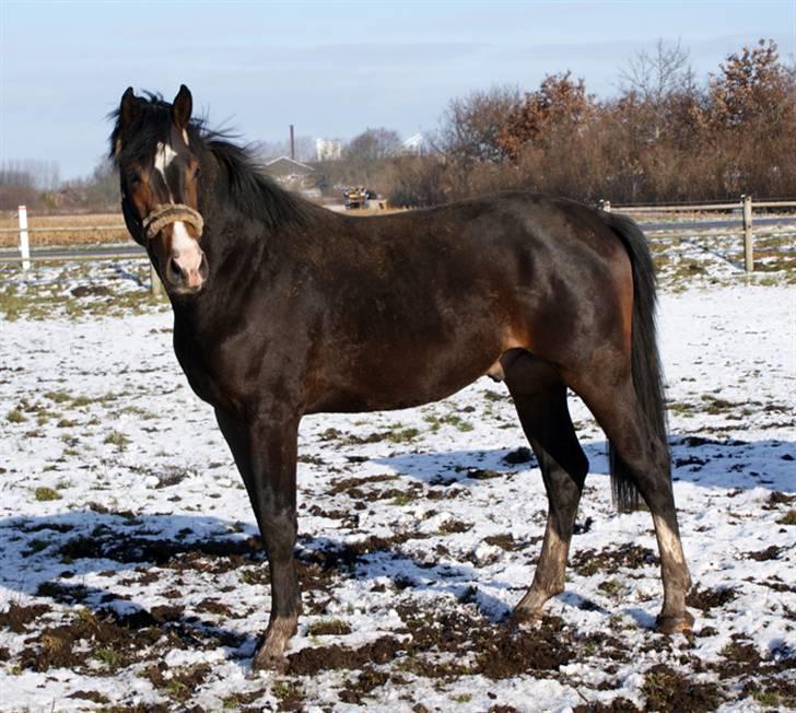 Budweiser :b billede 8