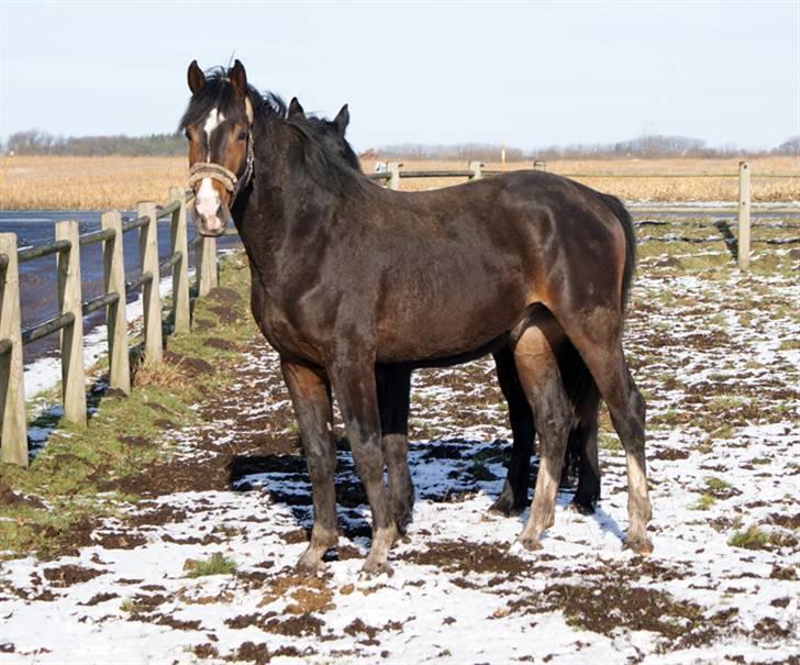 Budweiser :b billede 1