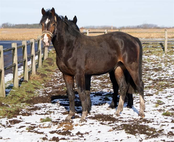 Budweiser :b billede 9