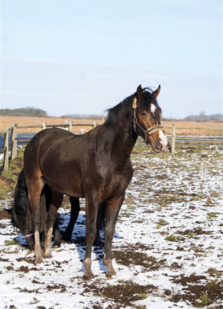 Budweiser :b billede 10